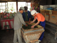 ホイロを使っての新茶の茶もみ