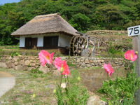 今日の石部棚田