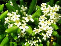 海岸線で咲いているトベラ