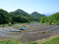 今日の石部棚田