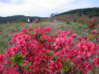 天神原のツツジ