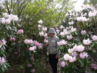 長九郎のシャクナゲ