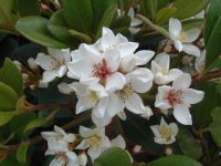 マルバシャリンバイ