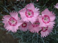 ライオンロック