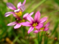 ニワゼキショウ