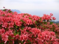 高通山ツツジ