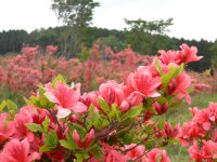 長者ヶ原ツツジ