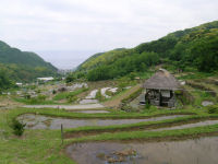 今日の石部棚田