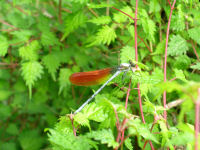 ヒガシカワトンボ