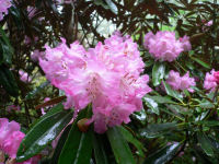 長九郎のシャクナゲ