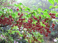 長九郎のドウダンツツジ