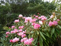 長九郎アマギシャクナゲ