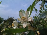 みかんの花