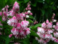 ドウダンツツジ