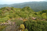 長九郎のシャクナゲ