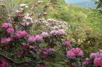 長九郎のシャクナゲ