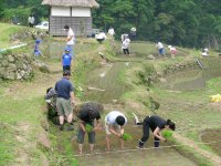 今日の石部棚田