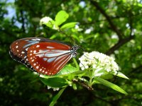 アサギマダラ蝶