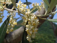 オリーブの花