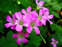 ムラサキカタバミ