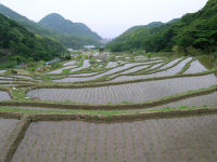 今日の石部棚田