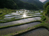 石部棚田に映って光る太陽