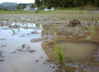 田植え