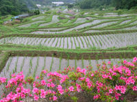 今日の石部棚田