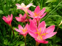 サフランモドキ