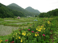 今日の石部棚田