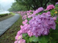 那賀バイパスアジサイ