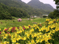 今日の石部棚田