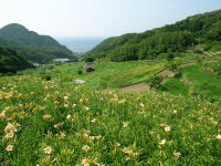 今日の石部棚田