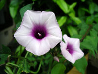 サツマイモの花