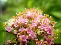 ムラサキシキブ