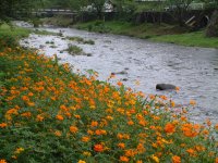 キバナコスモス