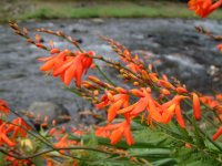 モントブレチア