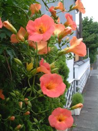 ノウゼンカズラ