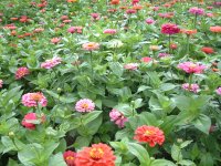 ヒャクニチソウ