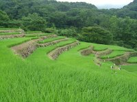 今日の石部棚田