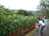 南郷子供会花壇管理