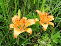 石部海岸のスカシユリ