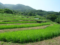 今日の石部棚田