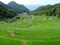 今日の石部棚田