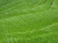 今日の石部棚田