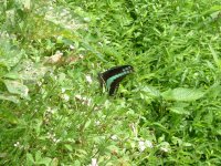 棚田で見つけたチョウ