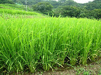 今日の石部棚田