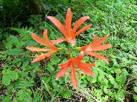 キツネノカミソリ