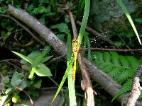 ウスバキトンボ