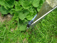 オオシオカラトンボ（雄）